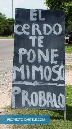 Cerdo Mimoso